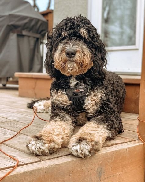 Bernedoodle
